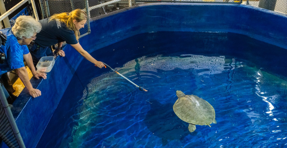 Heidi, the Olive Ridley turtle at National Marine Aquarium